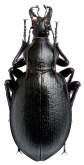Carabus (Cathoplius) stenocephalus ifniensis (Zarco, 1941)