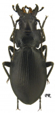Carabus (Cechenochilus) adangensis Gottwald, 1983