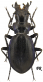 Carabus (Cechenochilus) boeberi buschi Semenov & Znojko, 1931