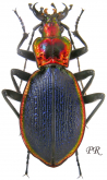 Carabus (Chaetocarabus) arcadicus arcadicus Gistl, 1850