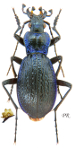 Carabus (Chaetocarabus) intricatus bayardi (as silaensis Haury, 1881)