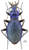 Carabus (Chaetocarabus) intricatus intricatus Linne, 1761