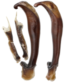 Carabus (Chaetocarabus) marietti bischoffi Chaudoir, 1848