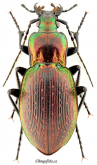 Carabus (Heterocarabus) marietti marietti Cristoforis & Jan, 1837