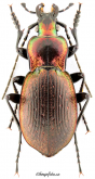 Carabus (Heterocarabus) marietti marietti Cristoforis & Jan, 1837