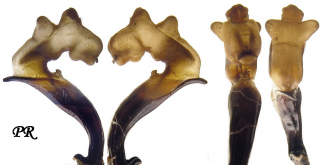 Carabus (Chrysocarabus) auronitens farinesi Dejean, 1826