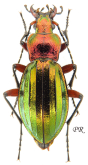 Carabus (Chrysocarabus) auronitens festivus (ab. holochrysum Lapouge, 1910)