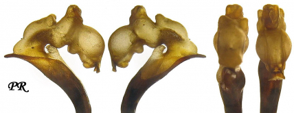 Carabus (Chrysocarabus) auronitens festivus Dejean, 1826