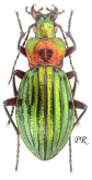 Carabus (Chrysocarabus) auronitens kraussi (as vindobonensis Kubik, 1901)