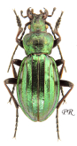 Carabus (Chrysocarabus) auronitens punctatoauratus (as errensis Rousselle, 1974)