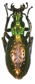 Carabus (Chrysocarabus) rutilans perignitus Reitter, 1896 (as capdellensis, Mollard 1999)