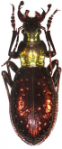 Carabus (Chrysocarabus) rutilans perignitus Reitter, 1896 (as juberriensis, Mollard 1999)