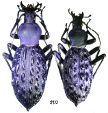 Carabus (Coptolabrus) augustus guizhouicus Deuve, 1994