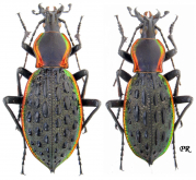 Carabus (Coptolabrus) augustus tenuiorithorax Deuve & Li, 2006