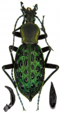 Carabus (Coptolabrus) augustus tenuitarsatus Rapuzzi, 2016