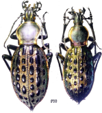 Carabus (Coptolabrus) augustus tongrenensis Deuve & Li, 2006