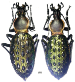 Carabus (Coptolabrus) augustus mugepoensis Deuve & Li in Deuve, 2009