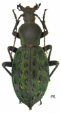 Carabus (Coptolabrus) augustus cristianofonti Deuve & Font, 1998