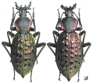 Carabus (Coptolabrus) augustus yangminshanicus Font, 1997