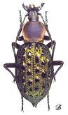 Carabus (Coptolabrus) augustus yangminshanicus Font, 1997