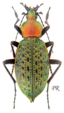 Carabus (Coptolabrus) elysii pulcher Kleinfeld, 1997