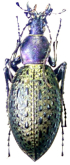 Carabus (Coptolabrus) formosus akane Imura & Yamaya, 1994