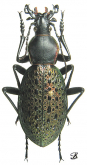 Carabus (Coptolabrus) formosus bousqueti Deuve, 1993
