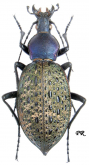 Carabus (Coptolabrus) formosus brockmanni Kleinfeld & Schutze, 1997