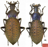Carabus (Coptolabrus) formosus nili Deuve, 2005