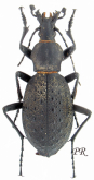 Carabus (Coptolabrus) formosus wanxianicus Imura, 1995