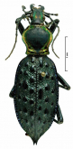 Carabus (Coptolabrus) ignimitella ertli Born, 1910