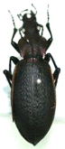 Damaster (Coptolabrus) jankowskii ganghwadoensis Kim, 2009