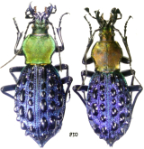 Carabus (Coptolabrus) pustulifer xianfengensis Deuve & Li, 2009