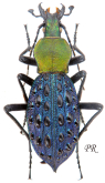 Carabus (Coptolabrus) pustulifer mirificus Kraatz, 1894
