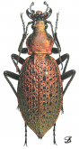 Carabus (Coptolabrus) smaragdinus hoenggandoensis (Kwon & Lee, 1984)