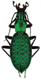 Carabus (Coptolabrus) smaragdinus euviridis (Ishikawa & Kim, 1983) 