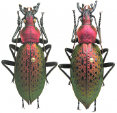 Carabus (Coptolabrus) smaragdinus longipennis Chaudoir, 1863