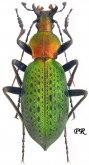 Carabus (Coptolabrus) smaragdinus liaodongensis (Li, 1992)