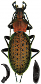 Carabus (Coptolabrus) smaragdinus losevi Rapuzzi, 2016