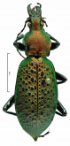 Carabus (Coptolabrus) smaragdinus shantungensis Born, 1910 