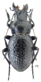 Carabus (Cratocephalus) cicatricosus cicatricosus Fischer, 1842