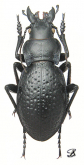 Carabus (Cratocephalus) corrugis Dohrn, 1882