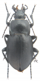 Carabus (Cryptocarabus) tsharynensis Kabak 1994