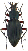 Carabus (Ctenocarabus) galicianus Gory, 1839