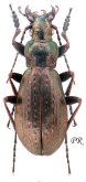 Carabus (Cupreocarabus) lixianensis lixianensis Deuve, 1990