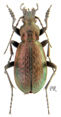 Carabus (Cupreocarabus) ? siguniangensis jiachingensis Lassalle, 2003