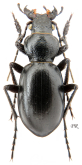 Carabus (Cyclocarabus) brosciformis Semenov, 1896