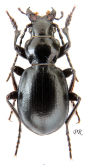 Carabus (Cyclocarabus) karaterekensis hemicallisthenes Kabak & Kalab, 1997