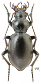 Carabus (Cyclocarabus) zarudnyi Semenov & Znojko, 1932