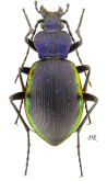 Carabus (Diocarabus) caustomarginatus Imura & Mizusawa, 1994